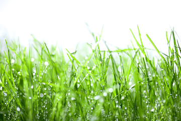 Fototapeta premium Green grass with drops