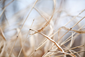 Fototapeta premium autumn background