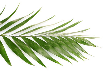 Fototapeta premium Beautiful palm leaf isolated on white