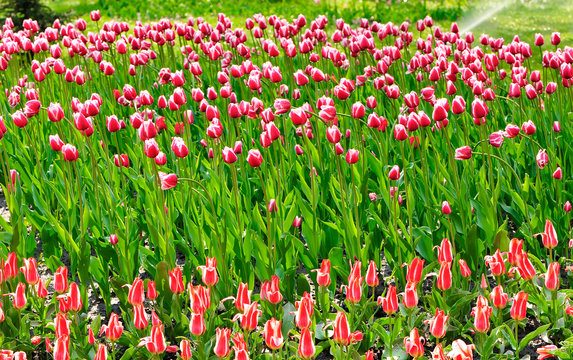 image of tulips flowers in the park