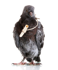 One grey messenger-pigeon isolated on white