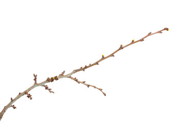 beautiful apricot blossom  isolated on white