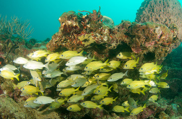 An aggregation of grunts under a reef ledge.