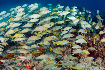 Fototapeta na wymiar So many fish the reef can't be seen.