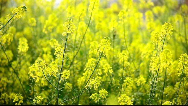 Yellow and Green flowers with bee