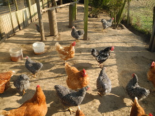 Hühnerstall © Fotolyse