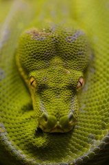 Green python