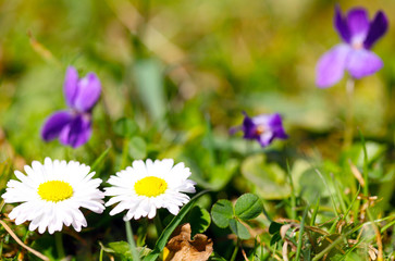 Gänseblümchen vor Veilchen