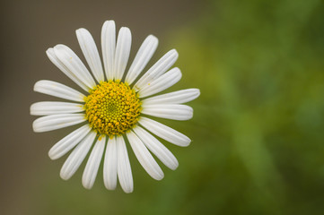 Fototapeta premium Daisy flower