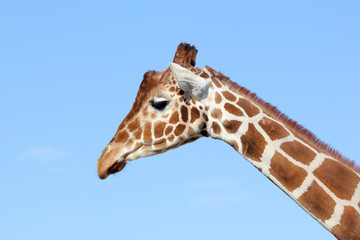 giraffe, jirafa, camelopardalis