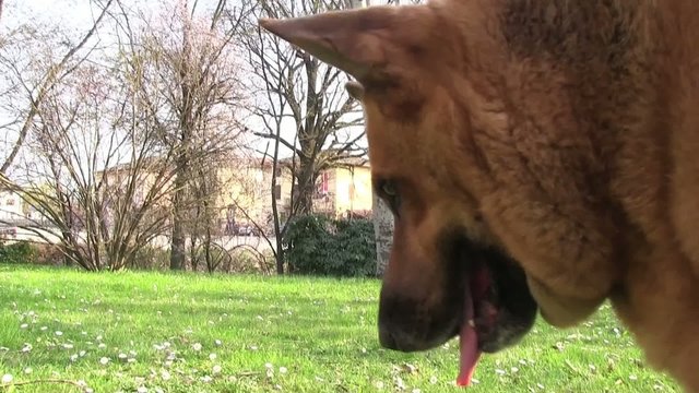 pastore tedesco cane