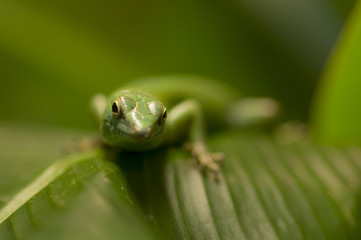 Tropical lizard