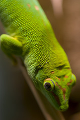 Tropical gecko