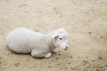 Fototapeta premium Lying lamb