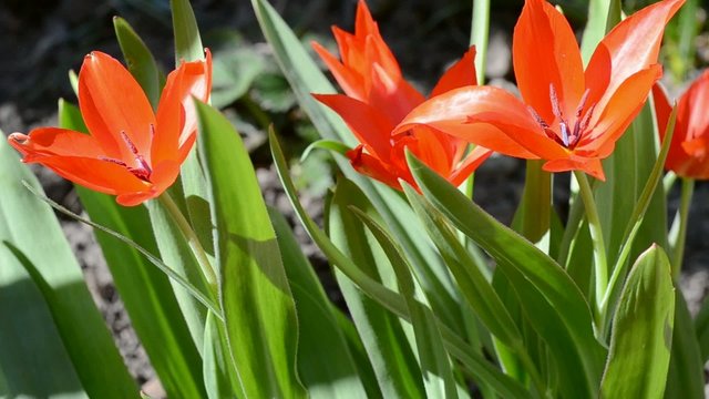 Tulipa und  Muscari