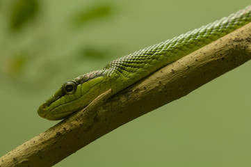 Green snake