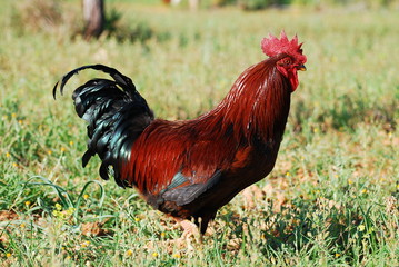 gallo 2