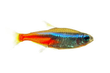 Neon tetra fish isolated white