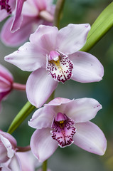 Orchid flower