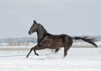 Plakat czarny koń w zimie