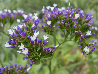 white flowers