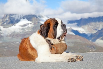 St. Bernard Dog
