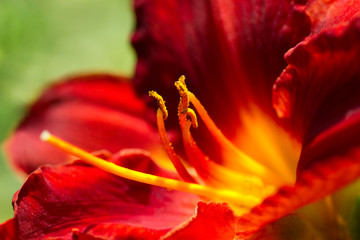 Deep red day lily in close view
