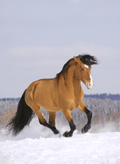 stallion running in snow