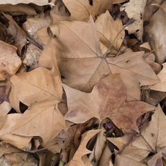 Dead leaves