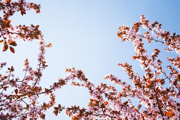 branches with spring flowers
