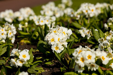 white flowers in the garden