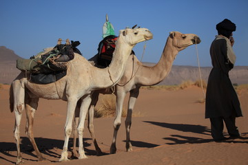 Karawane in der Sahara