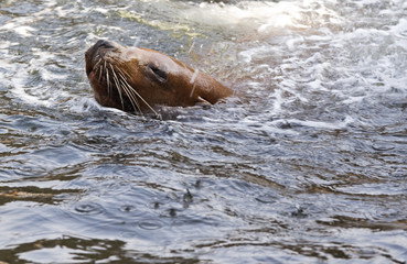 Fototapeta premium Swimming sea-lion