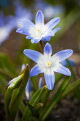 blue Scilla siberica