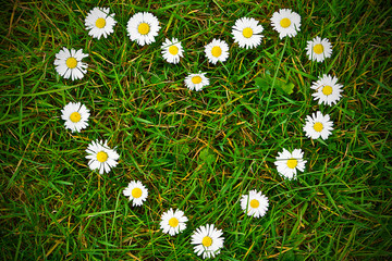 Fototapeta premium Heart shape made from daisy flowers