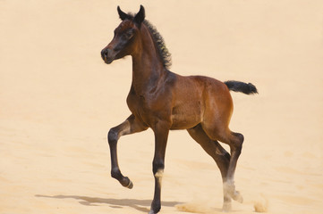 Dark brown arabian foal in desert