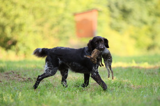 M&uuml;nsterl&auml;nder mit Hase