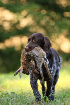 M&uuml;nsterl&auml;nder Jagdhund mit Hase