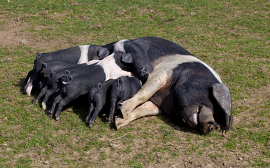 Saddleback pig with piglets feeding
