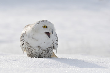 shouting snowy owl