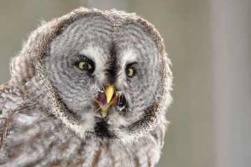 Great Grey Owl isolated portrait