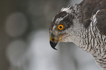 Northern Goshawk closeup portrait