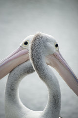 Pelican, two opposing heads close-up.