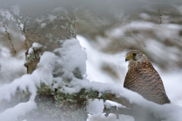 Common Kestrel in winter