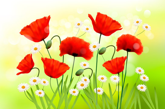 Spring background with red poppy and daisy. Vector