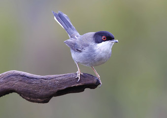 Sardinian warbler