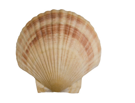 seashell isolated