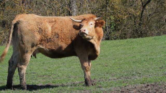 vaca 1