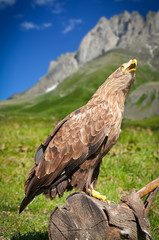 Eagle