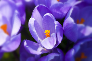 Crocus